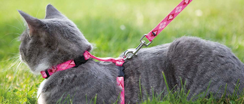Lupine Collars & Harnesses For Cats
