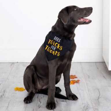 Pearhead - Halloween Trick or Treat Pet Bandana (sm/md)