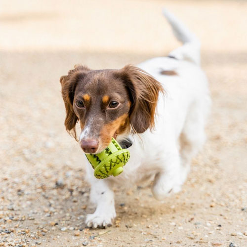 https://www.fouryourpawsonly.com/mm5/graphics/00000001/5/finn_thepiebald_32_.jpg