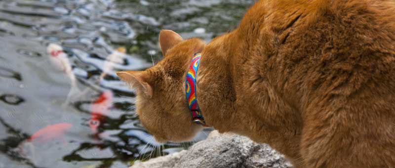 Shop Lupine Collars & Harnesses For Cats