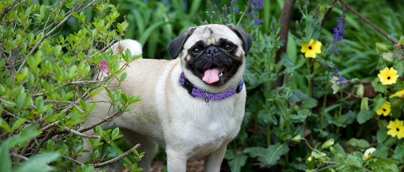 Shop Lupine Collars & Harnesses For Dogs