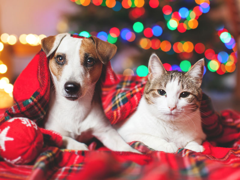 Shop Holiday Fun For Dogs & Cats