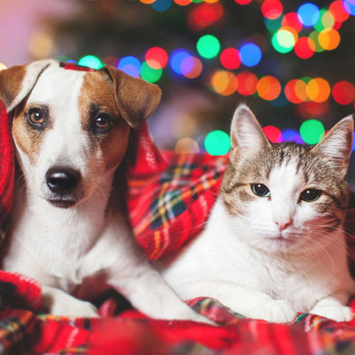 Holiday Fun For Dogs & Cats