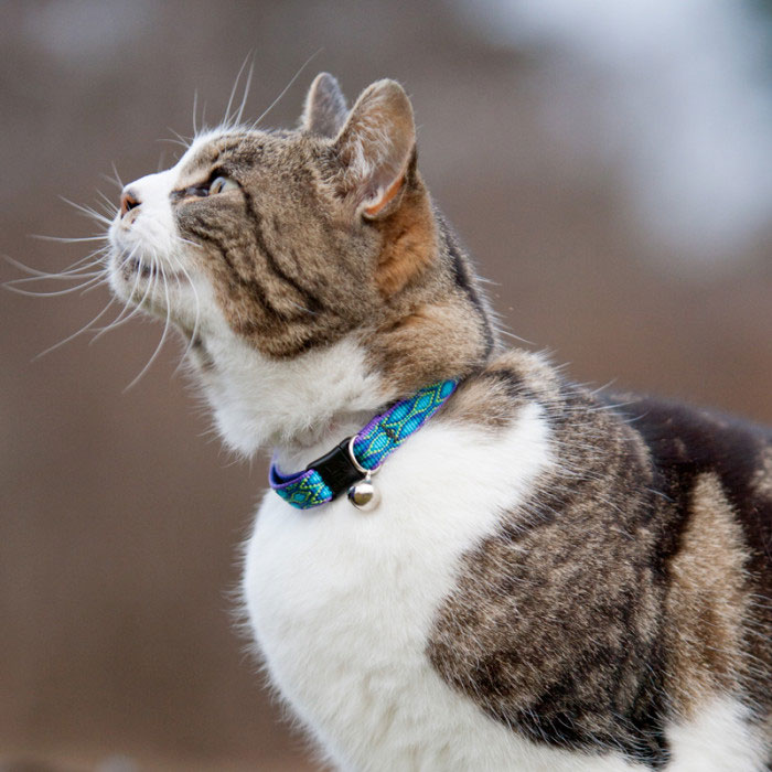 Lupine Collars & Harnesses For Cats