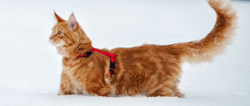 Shop Lupine Collars & Harnesses For Cats