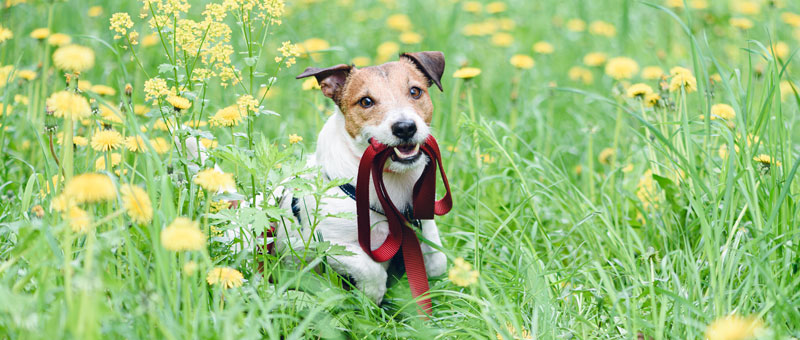 Shop Lupine Collars & Harnesses For Dogs