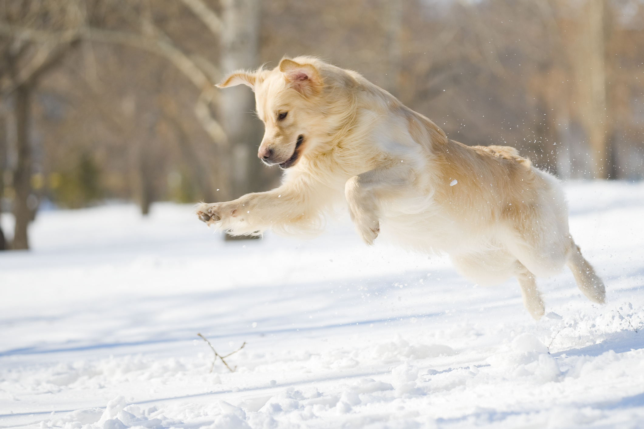 Shop For Dogs