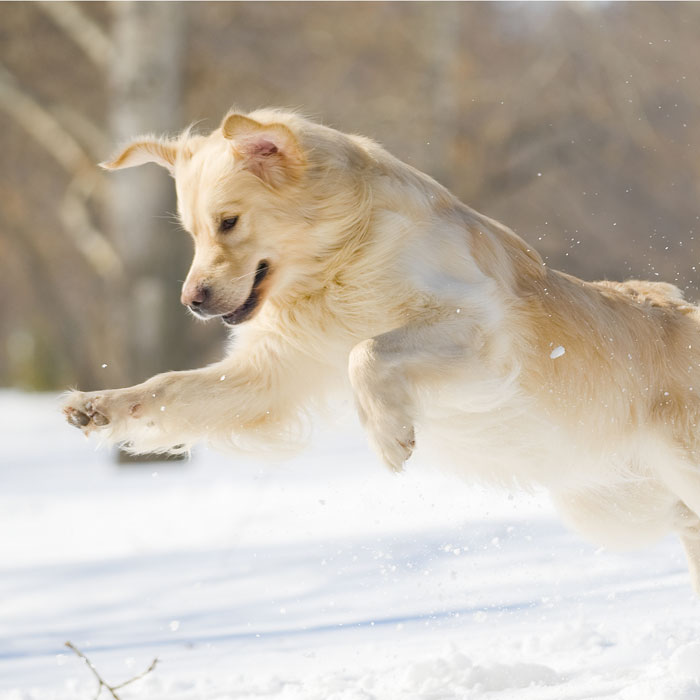 Shop For Dogs