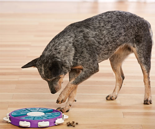 Outward Hound Nina Ottosson Puppy Dog Treat Puzzle-Casino- Level 3
