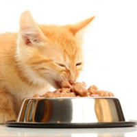 Freeze Dried Cat Foods