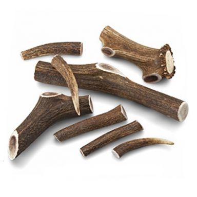 Naturally Shed Organic Maine Moose Antlers